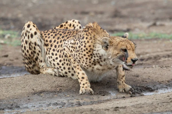 Young Cheetahs Natural Habitat — Stock Photo, Image