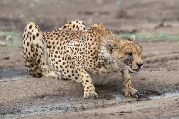 Young Cheetahs Natural Habitat — Stock Photo, Image