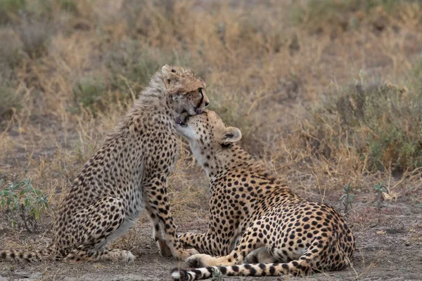 Jonge Cheeta Hun Natuurlijke Habitat — Stockfoto