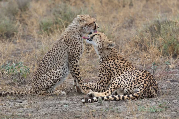 Young Cheetahs Natural Habitat — Stock Photo, Image