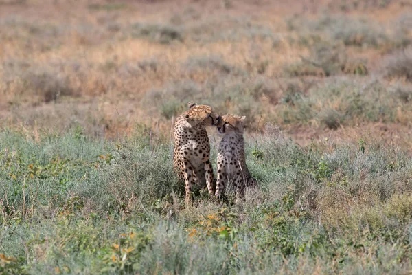 Jonge Cheeta Hun Natuurlijke Habitat — Stockfoto