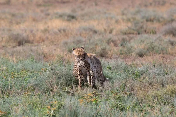 Giovani Ghepardi Nel Loro Habitat Naturale — Foto Stock