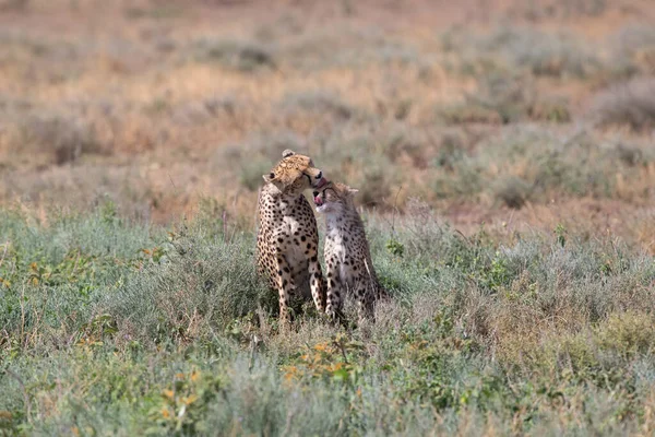Молоді Гепарди Природному Середовищі Проживання — стокове фото
