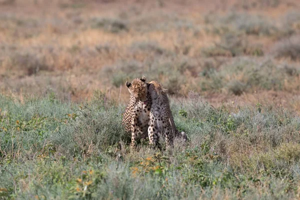 Giovani Ghepardi Nel Loro Habitat Naturale — Foto Stock