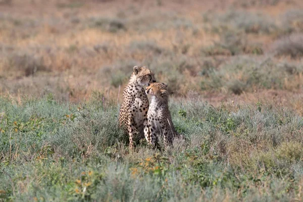 Les Jeunes Guépards Dans Leur Habitat Naturel — Photo