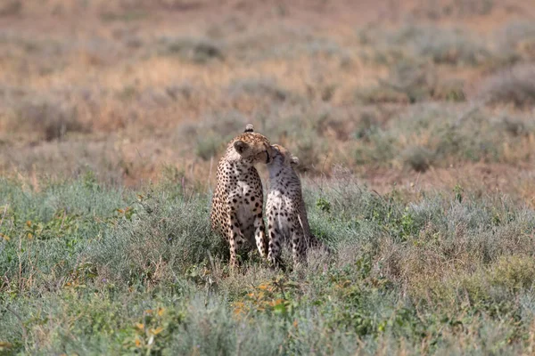 Jonge Cheeta Hun Natuurlijke Habitat — Stockfoto