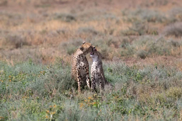 Cheetah Muda Habitat Alami Mereka — Stok Foto