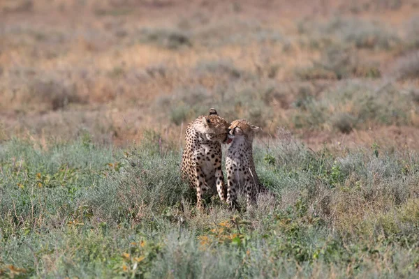 Jonge Cheeta Hun Natuurlijke Habitat — Stockfoto