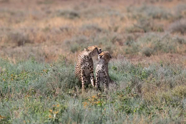 Giovani Ghepardi Nel Loro Habitat Naturale — Foto Stock