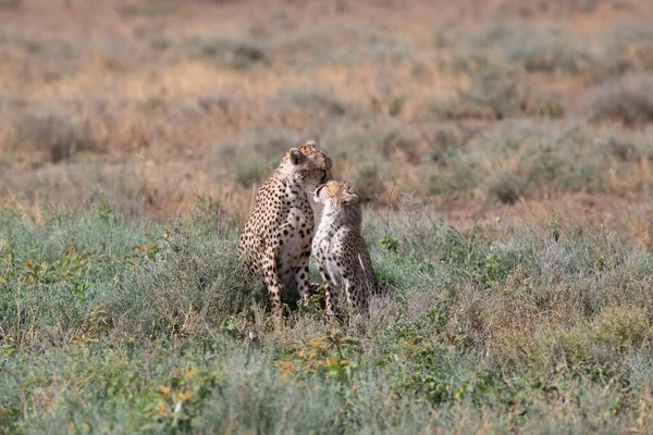 Twee Cheeta Kussen Likken Elkaar Een Succesvolle Jacht — Stockfoto