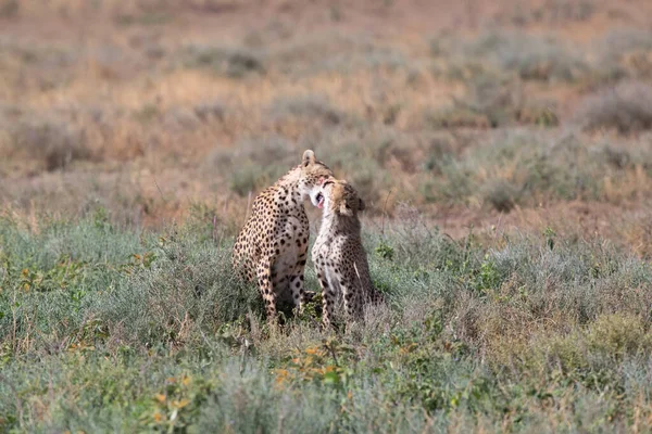 两只猎豹在成功捕猎后互相亲吻和舔舔 — 图库照片