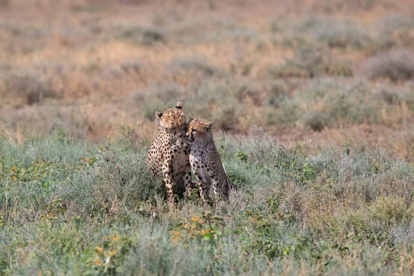 Twee Cheeta Kussen Likken Elkaar Een Succesvolle Jacht — Stockfoto