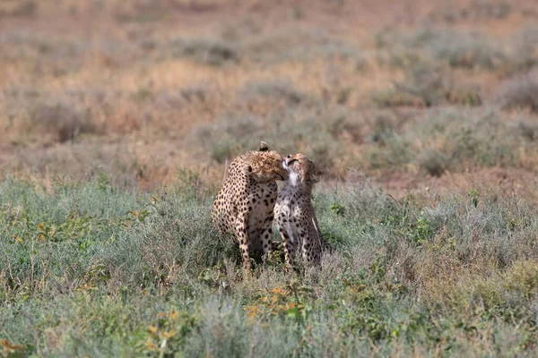 Twee Cheeta Kussen Likken Elkaar Een Succesvolle Jacht — Stockfoto