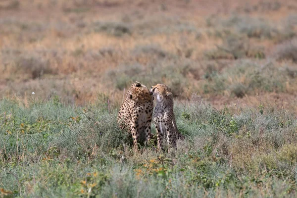 Twee Cheeta Kussen Likken Elkaar Een Succesvolle Jacht — Stockfoto