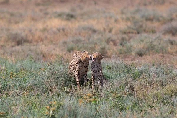 Due Ghepardi Baciano Leccano Dopo Una Caccia Successo — Foto Stock