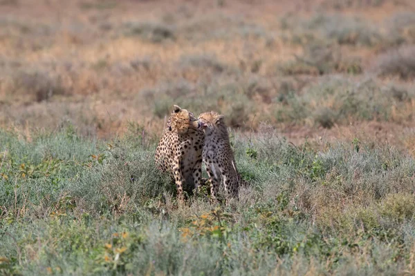 Twee Cheeta Kussen Likken Elkaar Een Succesvolle Jacht — Stockfoto