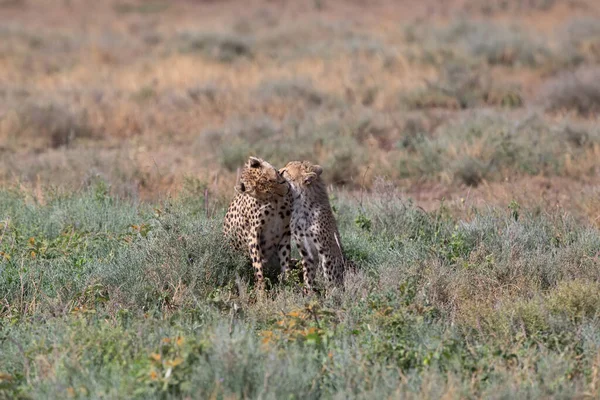 Két Gepárd Csókolózik Nyalogatja Egymást Sikeres Vadászat Után — Stock Fotó