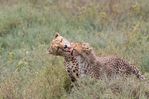 Deux Guépards Embrassent Lèchent Après Une Chasse Réussie — Photo