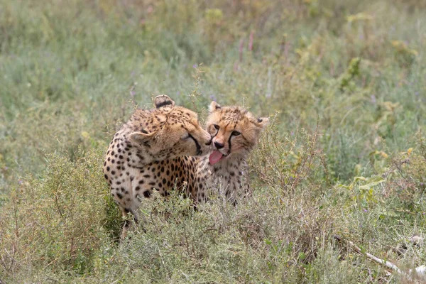 Duas Chitas Estão Beijando Lambendo Outro Após Caça Bem Sucedida — Fotografia de Stock