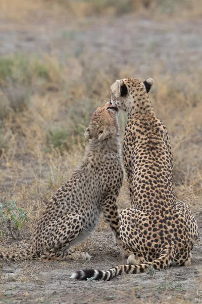 Duas Chitas Estão Beijando Lambendo Outro Após Caça Bem Sucedida — Fotografia de Stock