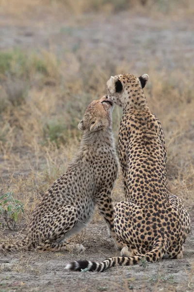 Deux Guépards Embrassent Lèchent Après Une Chasse Réussie — Photo