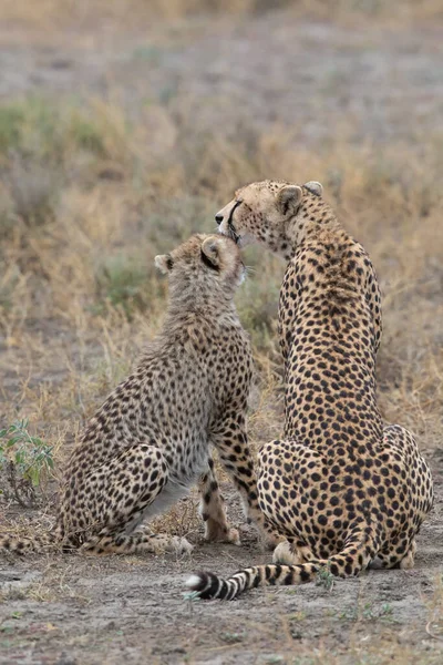 Zwei Geparden Küssen Und Lecken Sich Nach Erfolgreicher Jagd — Stockfoto