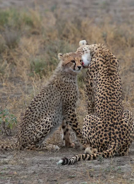 Δύο Τσιτάχ Φιλιούνται Και Γλείφονται Μετά Από Επιτυχημένο Κυνήγι — Φωτογραφία Αρχείου