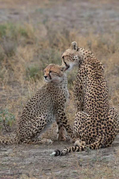 Deux Guépards Embrassent Lèchent Après Une Chasse Réussie — Photo