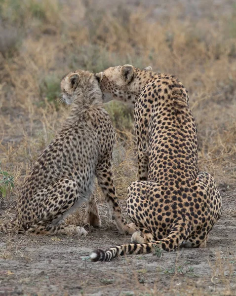 Duas Chitas Estão Beijando Lambendo Outro Após Caça Bem Sucedida — Fotografia de Stock