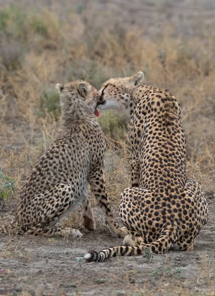 Duas Chitas Estão Beijando Lambendo Outro Após Caça Bem Sucedida — Fotografia de Stock