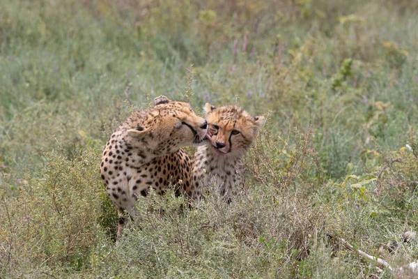 Duas Chitas Estão Beijando Lambendo Outro Após Caça Bem Sucedida Fotos De Bancos De Imagens