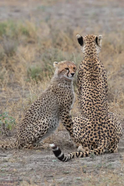 Duas Chitas Estão Beijando Lambendo Outro Após Caça Bem Sucedida Imagens De Bancos De Imagens