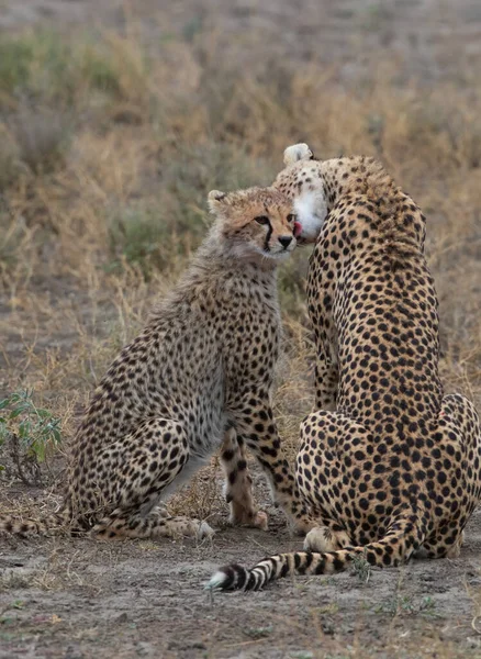 Duas Chitas Estão Beijando Lambendo Outro Após Caça Bem Sucedida Fotos De Bancos De Imagens Sem Royalties