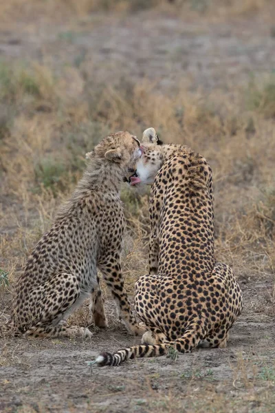 Duas Chitas Estão Beijando Lambendo Outro Após Caça Bem Sucedida — Fotografia de Stock