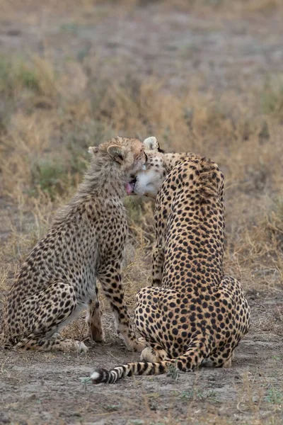 Twee Cheeta Kussen Likken Elkaar Een Succesvolle Jacht — Stockfoto