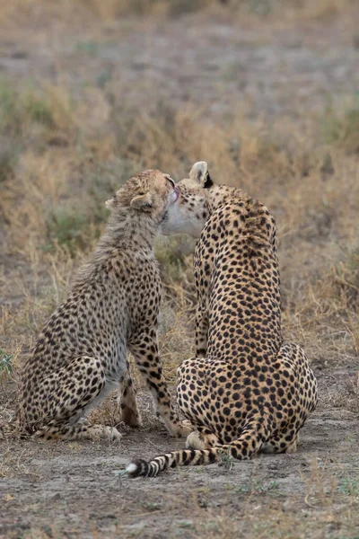 Deux Guépards Embrassent Lèchent Après Une Chasse Réussie — Photo