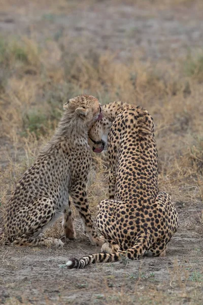 Deux Guépards Embrassent Lèchent Après Une Chasse Réussie — Photo