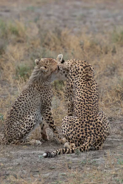 Duas Chitas Estão Beijando Lambendo Outro Após Caça Bem Sucedida — Fotografia de Stock