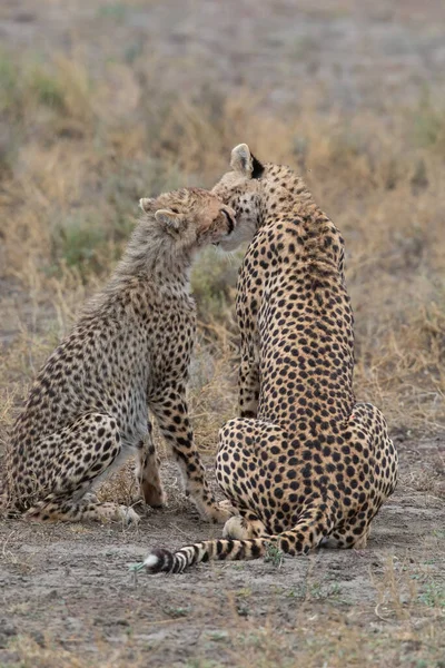 Duas Chitas Estão Beijando Lambendo Outro Após Caça Bem Sucedida — Fotografia de Stock