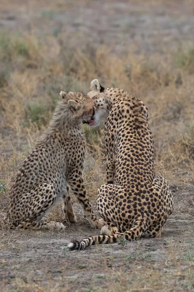 Két Gepárd Csókolózik Nyalogatja Egymást Sikeres Vadászat Után — Stock Fotó