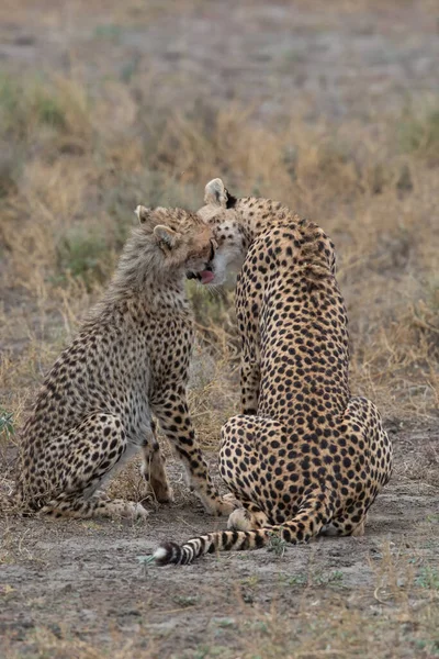 Deux Guépards Embrassent Lèchent Après Une Chasse Réussie — Photo