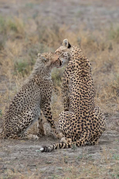 Deux Guépards Embrassent Lèchent Après Une Chasse Réussie — Photo