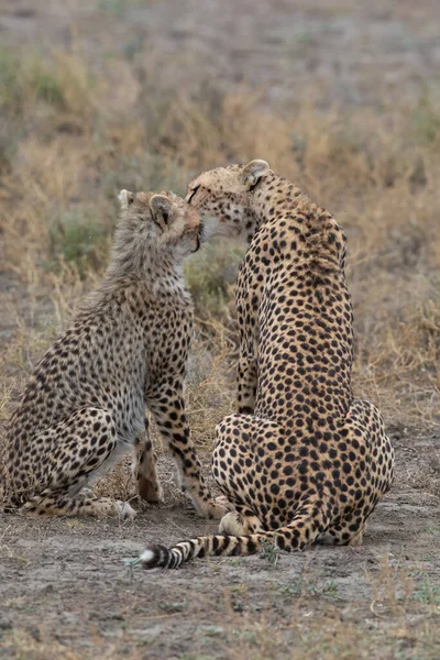 Deux Guépards Embrassent Lèchent Après Une Chasse Réussie — Photo