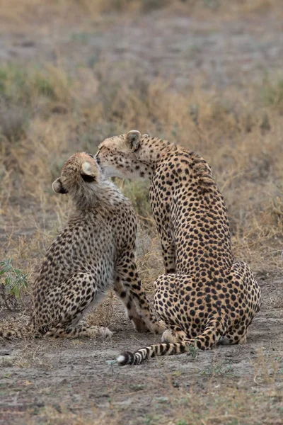 Twee Cheeta Kussen Likken Elkaar Een Succesvolle Jacht — Stockfoto