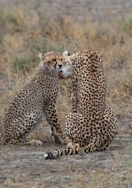 Twee Cheeta Kussen Likken Elkaar Een Succesvolle Jacht — Stockfoto