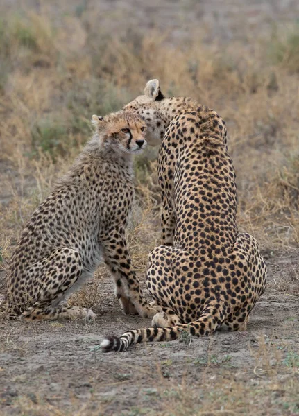 Duas Chitas Estão Beijando Lambendo Outro Após Caça Bem Sucedida — Fotografia de Stock