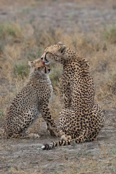 Çita Başarılı Bir Avdan Sonra Öpüşüp Birbirlerini Yalıyor — Stok fotoğraf
