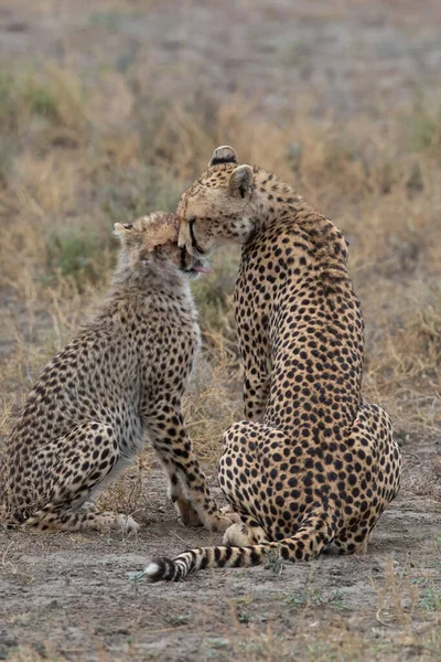 Två Geparder Kysser Och Slickar Varandra Efter Lyckad Jakt — Stockfoto