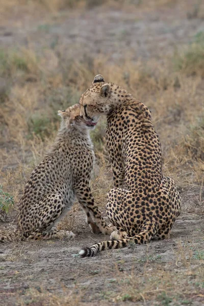 Duas Chitas Estão Beijando Lambendo Outro Após Caça Bem Sucedida — Fotografia de Stock