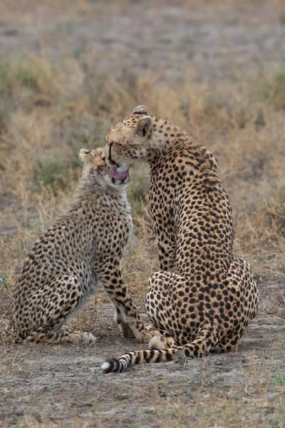 Due Ghepardi Baciano Leccano Dopo Una Caccia Successo — Foto Stock